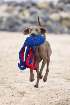 Preview: Oktopus - verschiedene Farben - 56 cm lang